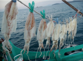 Mực khô Thanh Hóa (12-15 Con/1kg)