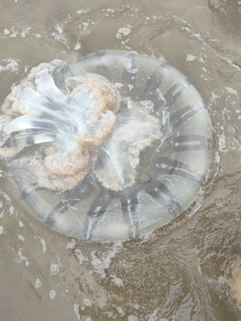 Nộm sứa thành phẩm (1kg)