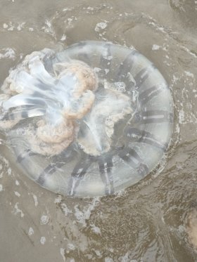 Nộm sứa thành phẩm (1kg)