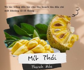 3 Loại trái cây đặc sản Thanh Hóa làm quà thật Ý Nghĩa