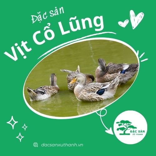 Vịt cổ lủng (1 con sống)