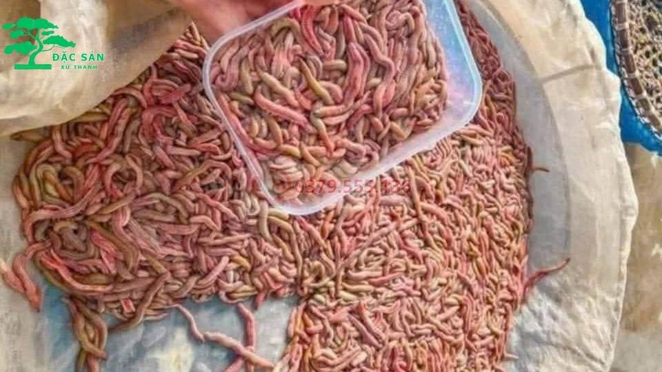 Đặc sản "Rươi" Thanh Hóa (nguyên đàn / 1kg)