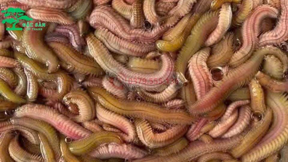 Đặc sản "Rươi" Thanh Hóa (nguyên đàn / 1kg)